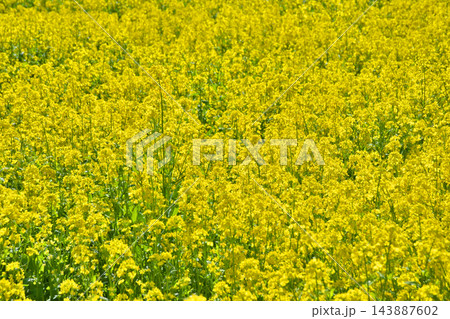 大原の菜の花畑 143887602