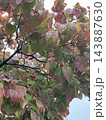 紅葉と赤い実 143887630