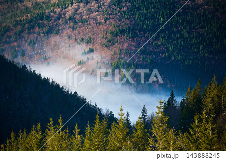 Mist drifting through mountain forest valley with sunlit evergreen trees, colorful woodland slopes Mist drifting through mountain forest valley with sunlit evergreen trees, colorful woodland slopes 143888245
