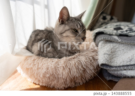 くつろぐ猫　サバトラ猫 143888555