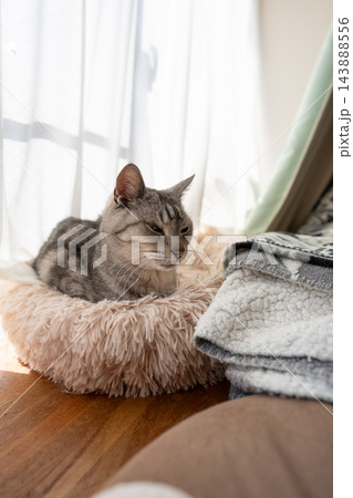 くつろぐ猫　サバトラ猫 143888556