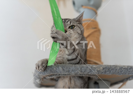 おもちゃで遊ぶ可愛い猫 サバトラ猫 おもちゃで遊ぶ可愛い猫 サバトラ猫 143888567
