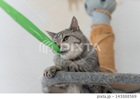 おもちゃで遊ぶ可愛い猫　サバトラ猫 143888569