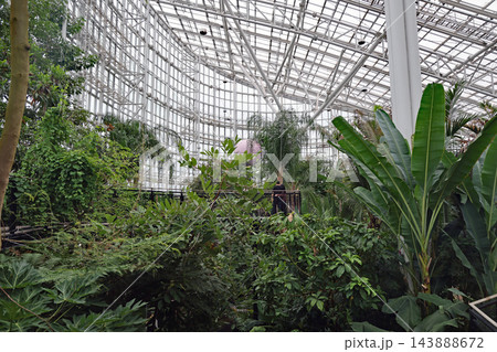 国立世宗樹木園の四季温室に茂る熱帯植物 国立世宗樹木園の四季温室に茂る熱帯植物 143888672