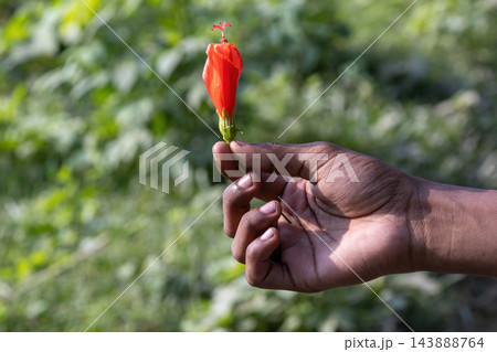 Hand holding a red sleeping hibiscus flower bud in nature. Person holding a red Malvaviscus arboreus flower against a blurred green background. Hand holding a red sleeping hibiscus flower bud in nature. Person holding a red Malvaviscus arboreus flower against a blurred green background. 143888764