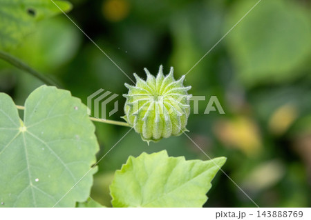Green Abutilon indicum fruit capsule blooming on a plant stem. Country mallow herbal botanical plant growing in natural outdoor environment. Green Abutilon indicum fruit capsule blooming on a plant stem. Country mallow herbal botanical plant growing in natural outdoor environment. 143888769