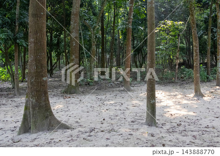 Tall tree trunks standing in a dense green forest with sandy ground. Natural woodland landscape illuminated by sunlight streaming through foliage. Tall tree trunks standing in a dense green forest with sandy ground. Natural woodland landscape illuminated by sunlight streaming through foliage. 143888770