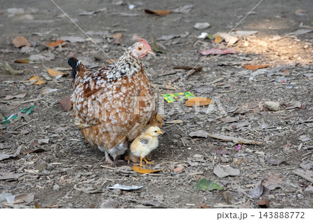 Close-up of a free-range mother hen protecting yellow chicks in a village yard in Bangladesh. Rural poultry farming life. Close-up of a free-range mother hen protecting yellow chicks in a village yard in Bangladesh. Rural poultry farming life. 143888772