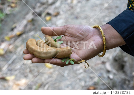 Hand holding fresh raw tamarind pods with green leaves in a palm. Person presenting green tamarind fruit in an outdoor setting. Hand holding fresh raw tamarind pods with green leaves in a palm. Person presenting green tamarind fruit in an outdoor setting. 143888782