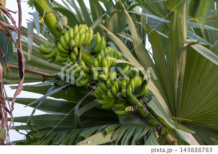 Large bunch of fresh green raw bananas growing on a plant stalk outdoors. Close-up of unripe organic banana crop in tropical foliage. Large bunch of fresh green raw bananas growing on a plant stalk outdoors. Close-up of unripe organic banana crop in tropical foliage. 143888783