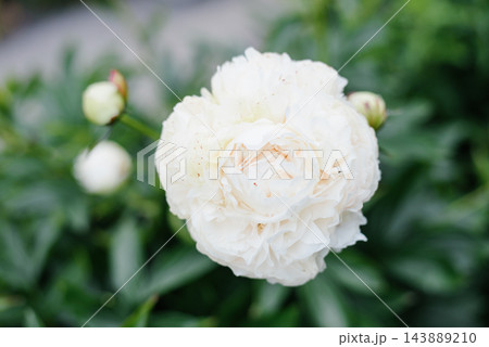 White Peony Solange Flower in Lush Garden White Peony Solange Flower in Lush Garden 143889210