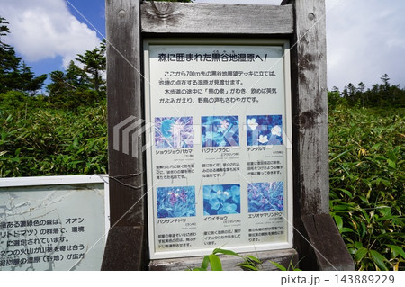 8月上旬の黒谷地湿原（岩手県八幡平市） 143889229