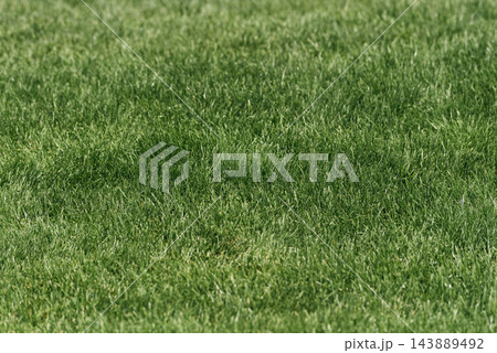 Green grass texture background. Green grass texture background. 143889492