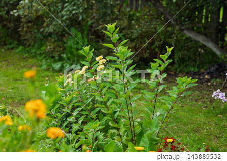 Young shoots of a panicle hydrangea with reddish stems and fresh green leaves grow beside orange marigolds and a lawn in a home garden. 143889532