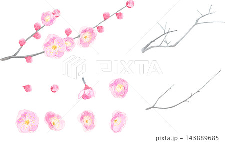 水彩で描いた紅梅のイラスト素材 143889685
