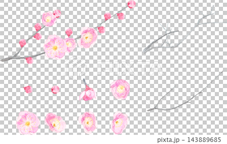 水彩で描いた紅梅のイラスト素材 143889685