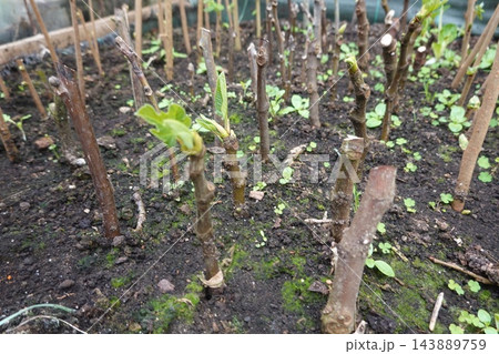 Plant cuttings growing new leaves in soil 143889759