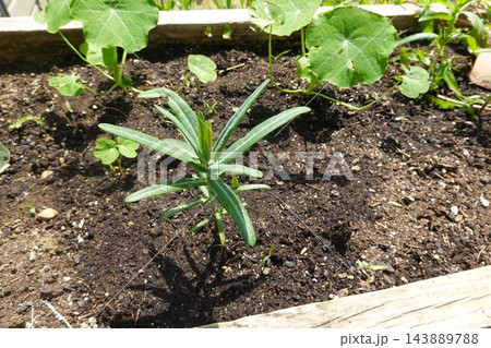 Cankerweed growing upright in rich garden soil within a raised bed, surrounded by young leafy plants in bright sunlight 143889788
