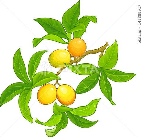 Passion Fruit Branch Colored Detailed Illustration 143889917
