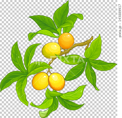 Passion Fruit Branch Colored Detailed Illustration 143889917
