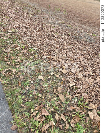 落ち葉の道 落ち葉の道 143890072