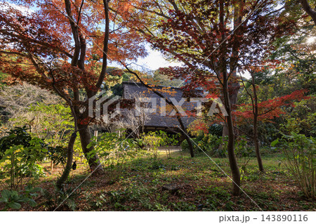 三渓園の紅葉 三渓園の紅葉 143890116