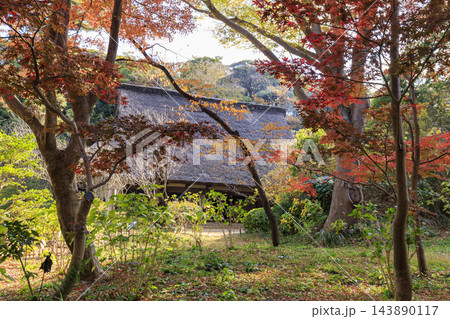 三渓園の紅葉 三渓園の紅葉 143890117