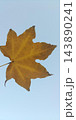 秋空 143890241