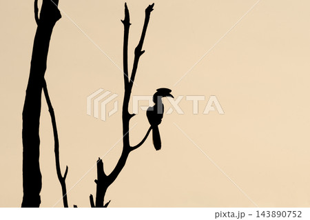 A striking black silhouette of an Oriental Pied Hornbill bird perched peacefully on a bare, minimalist tree branch against a soft, plain background. 143890752