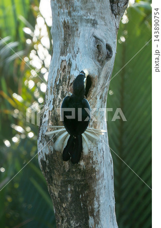 An Oriental Pied Hornbill perches at its nest cavity in a tall tree within a lush tropical jungle. The adult bird is feeding its young or attending the nest, showcasing natural wildlife behavior. 143890754