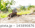 Dry cut tree trunk stump on a sandy slope, showcasing rough wood texture, old roots, and rural outdoor landscape under soft natural summer sunlight 143890876