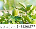 Close-up of green raw quince (Cydonia oblonga) hanging on a fruit tree branch with vibrant green leaves in a sunny summer garden 143890877