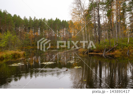 A duck swimming on the calm water of a forest lake amid autumn trees A duck swimming on the calm water of a forest lake amid autumn trees 143891417