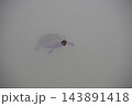 池に浮かぶ亀 143891418