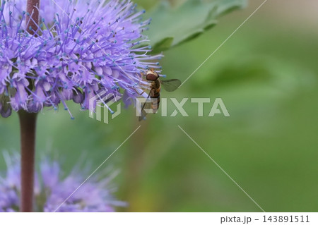 秋の庭に咲く紫色のダンギクの花の蜜を吸うホソヒラタアブ 143891511