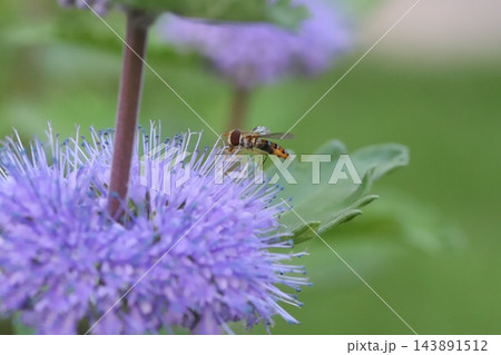 秋の庭に咲く紫色のダンギクの花の蜜を吸うホソヒラタアブ 143891512