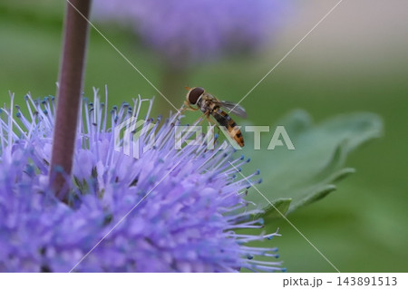 秋の庭に咲く紫色のダンギクの花の蜜を吸うホソヒラタアブ 143891513
