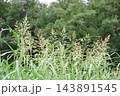 草むらのオギ 143891545