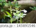 小さな黄色い花 143891546