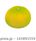 みかんの日_美味しそうな蜜柑のイラスト 143891559