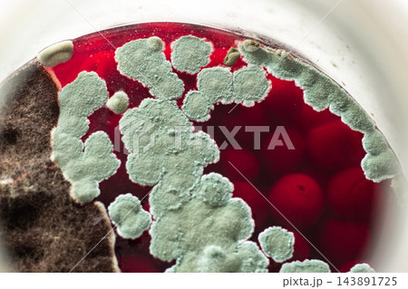 Mold growth on beverage surface. Highlights expired product risks. Danger of ignoring expiration dates, improper storage, and unsafe consumption Mold growth on beverage surface. Highlights expired product risks. Danger of ignoring expiration dates, improper storage, and unsafe consumption 143891725