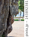 Rough Weathered Tree Bark Texture in Tropical Climate Rough Weathered Tree Bark Texture in Tropical Climate 143892381