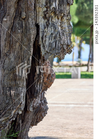 Rough Weathered Tree Bark Texture in Tropical Climate 143892381