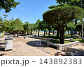 Shaded Tropical Park with Trimmed Trees Near Nha Trang Beach Shaded Tropical Park with Trimmed Trees Near Nha Trang Beach 143892383