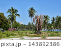 Dead Palm Tree Among Healthy Tropical Vegetation Dead Palm Tree Among Healthy Tropical Vegetation 143892386