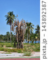 Dead Palm Near Beach Surrounded by Healthy Green Trees Dead Palm Near Beach Surrounded by Healthy Green Trees 143892387