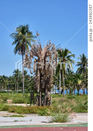 Dead Palm Near Beach Surrounded by Healthy Green Trees Dead Palm Near Beach Surrounded by Healthy Green Trees 143892387