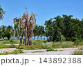 Dead Palm Contrasts with Healthy Tropical Coastal Vegetation Dead Palm Contrasts with Healthy Tropical Coastal Vegetation 143892388