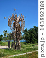 Dead Palm Tree with Dry Fronds Against Blue Sky Dead Palm Tree with Dry Fronds Against Blue Sky 143892389