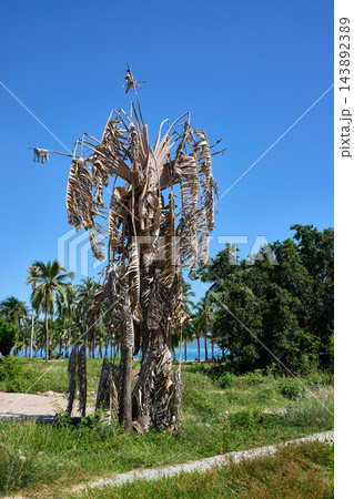Dead Palm Tree with Dry Fronds Against Blue Sky Dead Palm Tree with Dry Fronds Against Blue Sky 143892389